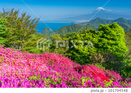 (静岡県)ツツジ咲く葛城山から望む富士山 (静岡県)ツツジ咲く葛城山から望む富士山 101704548