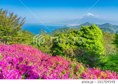 (静岡県)ツツジ咲く葛城山から望む富士山 (静岡県)ツツジ咲く葛城山から望む富士山 101704549