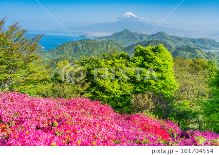 (静岡県)ツツジ咲く葛城山から望む富士山 (静岡県)ツツジ咲く葛城山から望む富士山 101704554