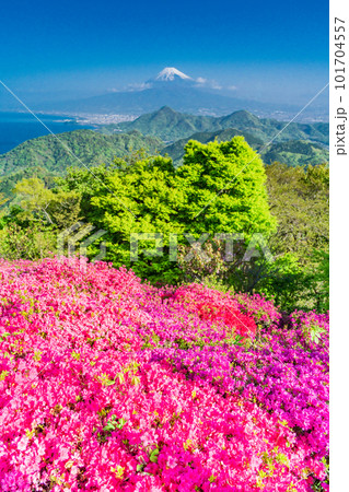 (静岡県)ツツジ咲く葛城山から望む富士山 (静岡県)ツツジ咲く葛城山から望む富士山 101704557