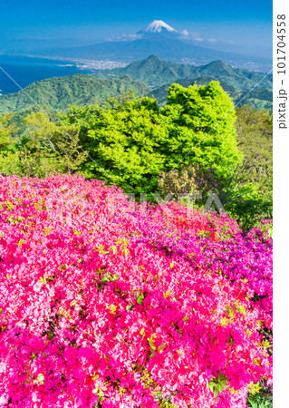 (静岡県)ツツジ咲く葛城山から望む富士山 (静岡県)ツツジ咲く葛城山から望む富士山 101704558