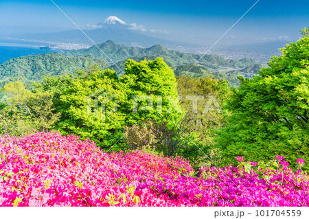 (静岡県)ツツジ咲く葛城山から望む富士山 (静岡県)ツツジ咲く葛城山から望む富士山 101704559