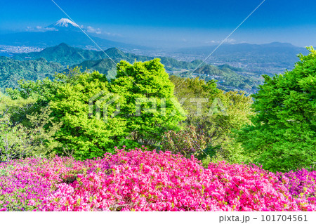 (静岡県)ツツジ咲く葛城山から望む富士山 (静岡県)ツツジ咲く葛城山から望む富士山 101704561