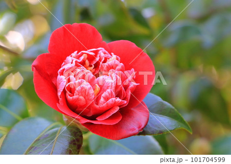 椿「式部」 椿「式部」 101704599