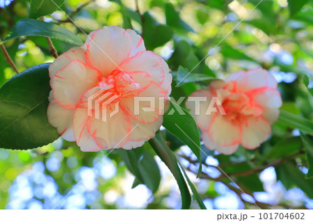 椿「酒中花」 椿「酒中花」 101704602