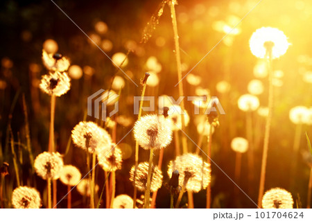 Fluffy Dandelions At Sunset 101704624