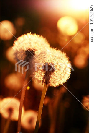 Fluffy Dandelions At Sunset 101704625