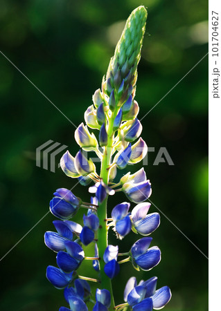 Nice Lupine Flower Nice Lupine Flower 101704627