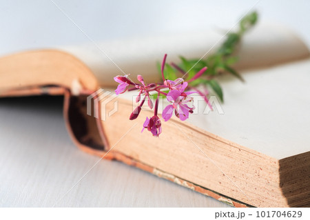 Pink Wildflower On Book Pink Wildflower On Book 101704629