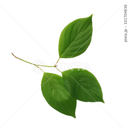 Green Leaves On White 101704636