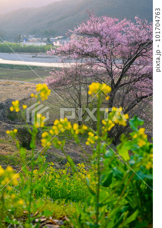 【犀川】朝の光を浴びる桜【安曇野】 【犀川】朝の光を浴びる桜【安曇野】 101704763