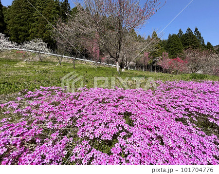 岐阜県・青空と芝桜 101704776