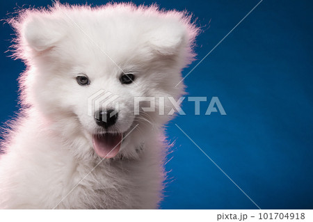 Beautiful portrait of a young samoyed puppy Beautiful portrait of a young samoyed puppy 101704918