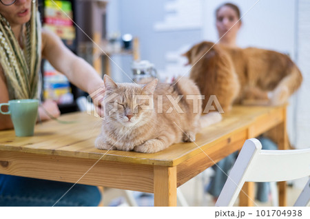 Two caucasian women drink coffee in a cat cafe. Two caucasian women drink coffee in a cat cafe. 101704938