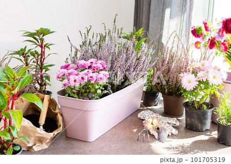 Planting autumn flowers in pots Planting autumn flowers in pots 101705319