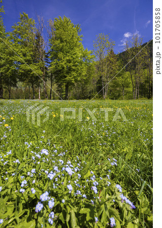 Spring flower in Triglavski national park, Slovenia 101705858