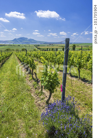 Vineyards under Palava near Sonberk, Southern Moravia, Czech Republic Vineyards under Palava near Sonberk, Southern Moravia, Czech Republic 101705904