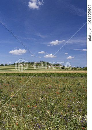 Traditional wine cellars with vineyard in Galgenberg near Wildendurnbach, Lower Austria, Austria 101705906