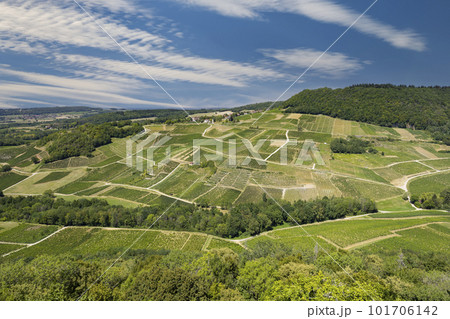 Vineyards near Chateau Chalon, Department Jura, Franche-Comte, France 101706142