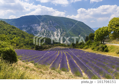 Lavender field near Montbrun les Bains and Sault, Provence, France Lavender field near Montbrun les Bains and Sault, Provence, France 101706151
