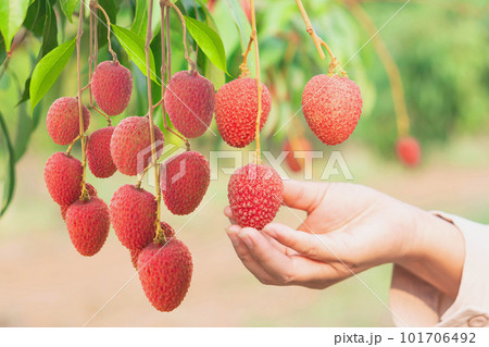 Closeup woman hand holding Fresh ripe lychee fruit hanging on lychee tree in morning garden 101706492