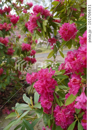 シャクナゲ 101706631