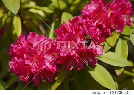 シャクナゲと蜂 101706632