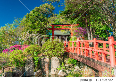 (静岡県)ツツジ咲く葛城山 葛城神社 (静岡県)ツツジ咲く葛城山 葛城神社 101706782