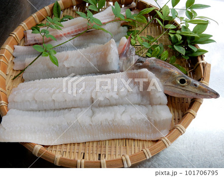 骨切りしたハモ 101706795