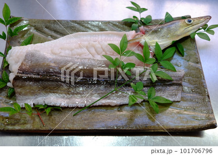 骨切りしたハモ 骨切りしたハモ 101706796