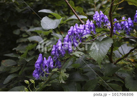 トリカブト トリカブト 101706806