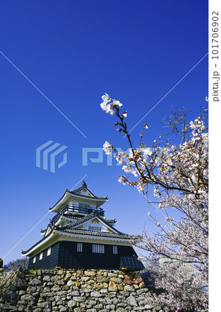 化粧直しして金色が美しい浜松城と桜 化粧直しして金色が美しい浜松城と桜 101706902