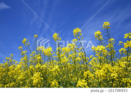 菜の花畑と青い空 101706955