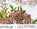 アカバナエゴノキ 101707061