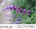 アメジストセージ 101707062