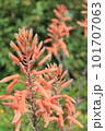 アロエの花 101707063