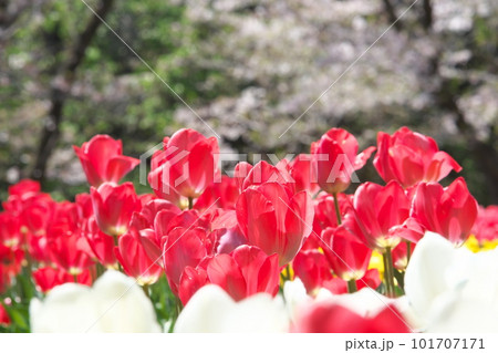 春の桜とチューリップの花が満開に咲く春風景 101707171