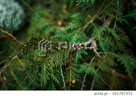 Two golden wedding rings on green thuja branches Two golden wedding rings on green thuja branches 101707355