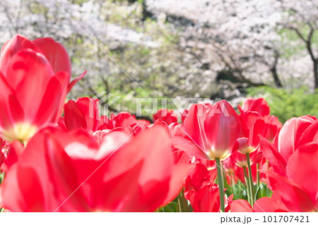 春の桜とチューリップの花が満開に咲く春風景 101707421