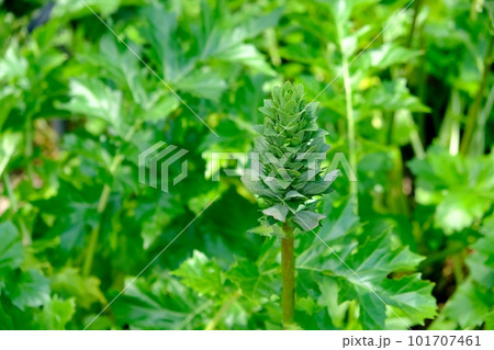 アカンサスの蕾 101707461