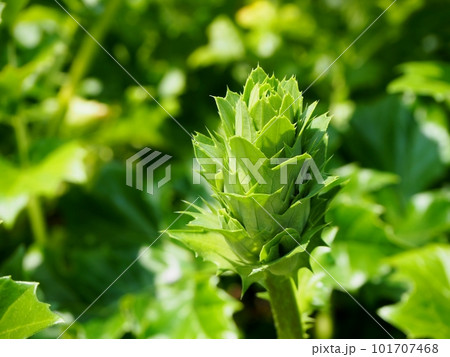 アカンサスの蕾 101707468