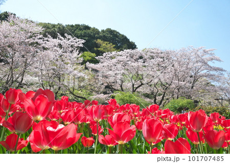 春の桜とチューリップの花が満開に咲く春風景 101707485