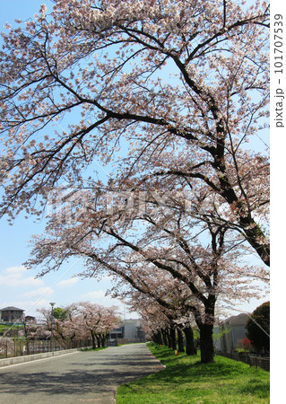 羽村堰の桜 101707539