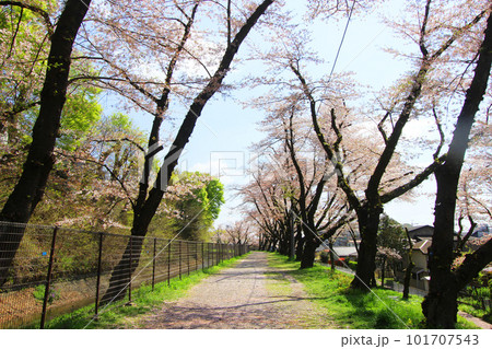 羽村堰の桜 101707543