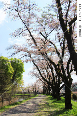 羽村堰の桜 羽村堰の桜 101707544