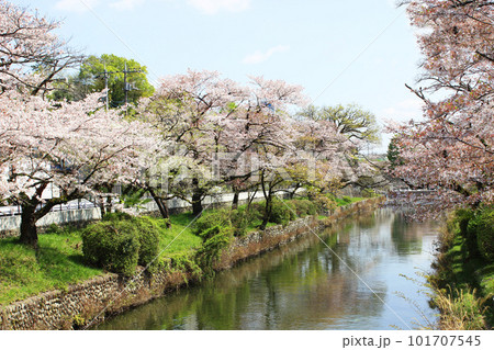 羽村堰の桜 101707545