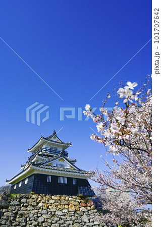 日本の春らしい桜に彩られた金色が美しい浜松城 日本の春らしい桜に彩られた金色が美しい浜松城 101707642