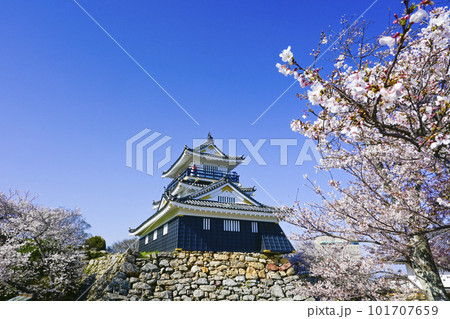 日本の春らしい桜に彩られた金色が美しい浜松城 101707659