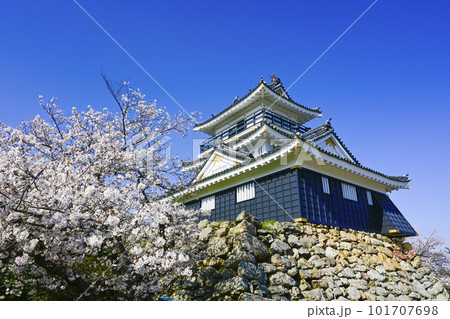 日本の春らしい桜に彩られた金色が美しい浜松城 日本の春らしい桜に彩られた金色が美しい浜松城 101707698