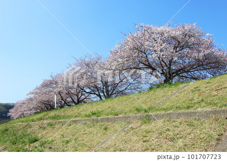 羽村堰の桜 101707723